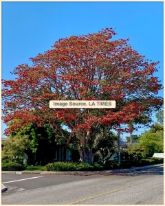 Read more about the article LA에서 가장 좋아하는 나무에 대해 12명의 독자들이 말하다.