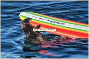 Read more about the article 캘리포니아의 교활한 서핑보드 훔치는 바다수달이 다시 체포를 피했다